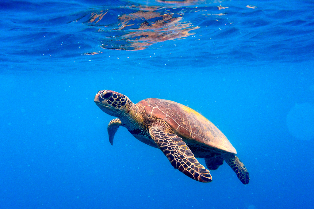 Recuperação da Guanabara: saúde das tartarugas indica melhora do mar