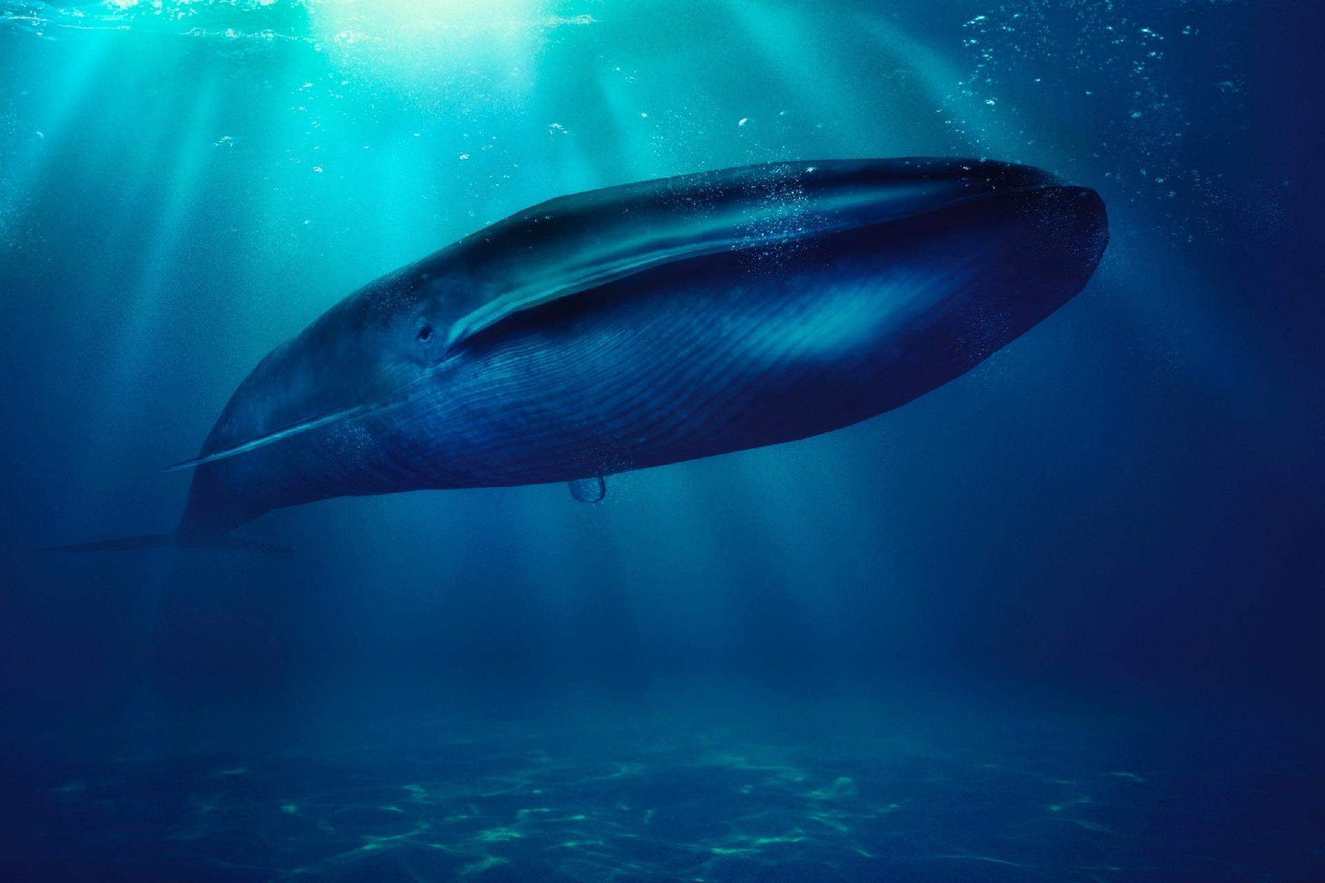 Segredos do Oceano: conheça o maior animal do mundo
