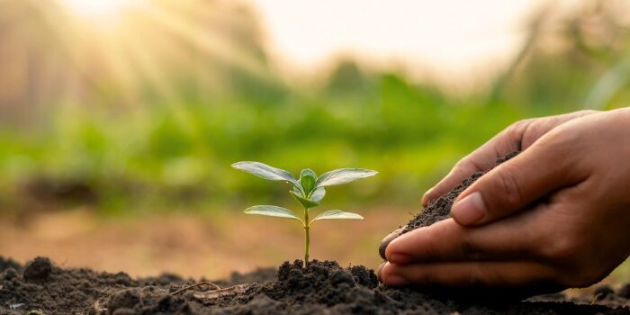 Rio de Janeiro poderá ter uma árvore plantada a cada criança nascida.
