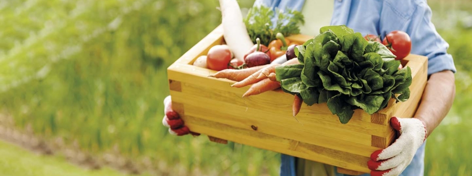 Gastronomia Sustentável: Saboreando o futuro responsável