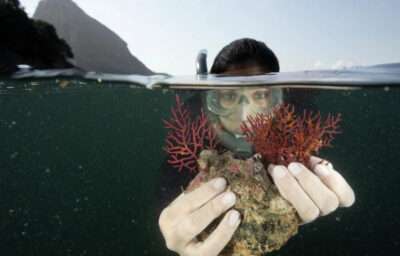 espécies marinhas que resistem à poluição