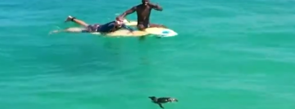 Pinguins nadam com surfistas na zona sul carioca 2