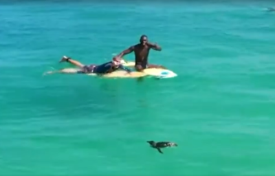 Pinguins nadam com surfistas na zona sul carioca 2