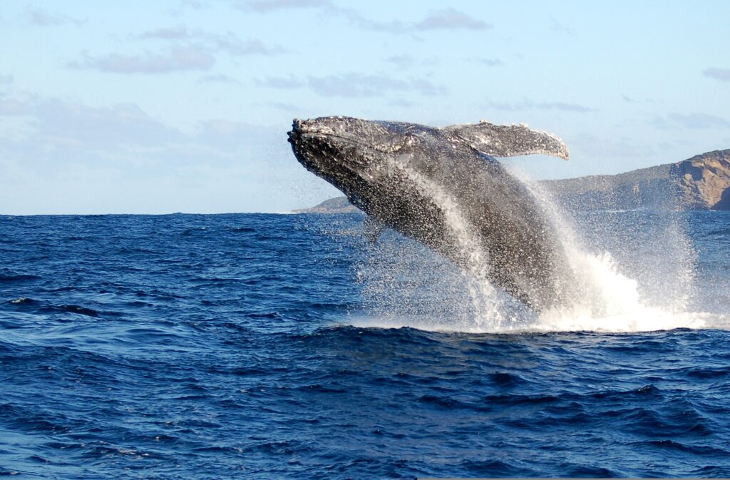 Inaugurado o Observatório de Baleias-Jubarte no Parque Bondinho Pão de Açúcar