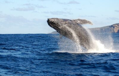 Inaugurado o Observatório de Baleias-Jubarte no Parque Bondinho Pão de Açúcar