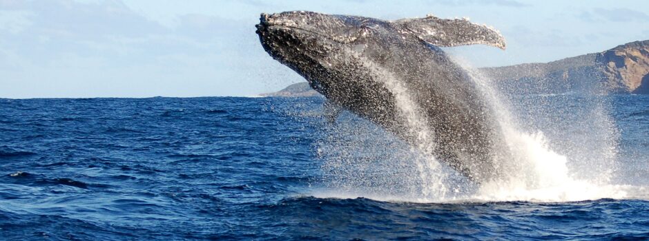 Inaugurado o Observatório de Baleias-Jubarte no Parque Bondinho Pão de Açúcar