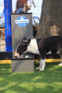 Dia Mundial do Cachorro: Conheça o novo Paraíso para Pets na Barra 2