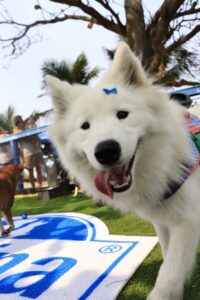Dia Mundial do Cachorro: Conheça o novo Paraíso para Pets na Barra 3