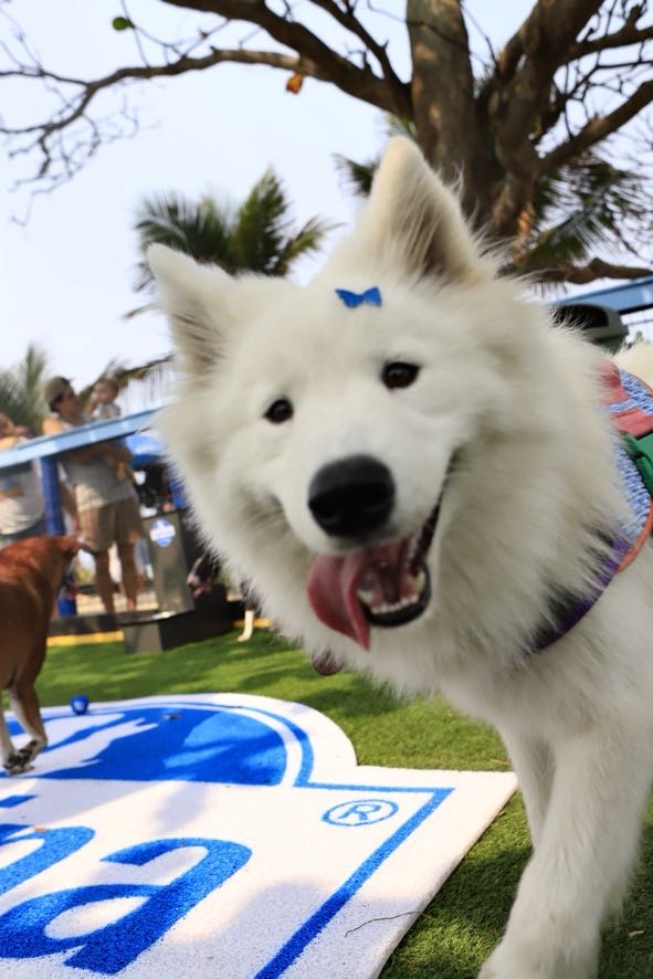 Dia Mundial do Cachorro: Conheça o novo Paraíso para Pets na Barra 3