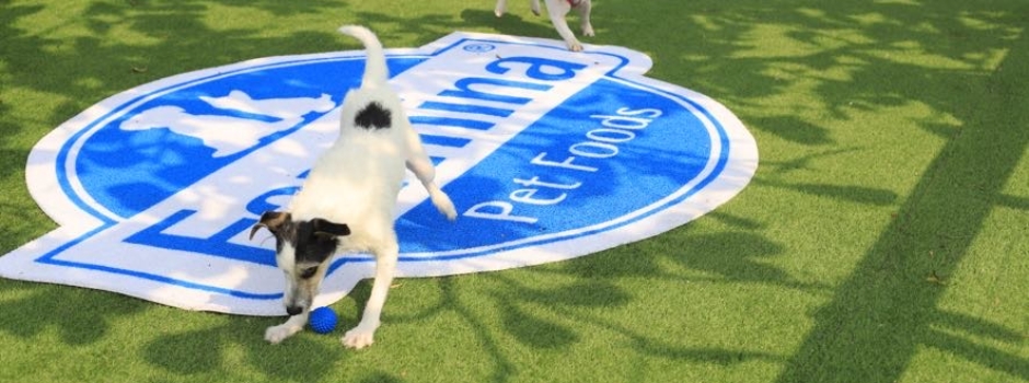 Dia Mundial do Cachorro: Conheça o novo Paraíso para Pets na Barra 5
