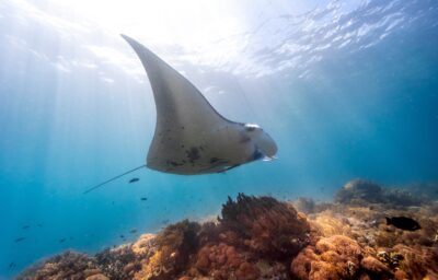 Presença de arraias cresce na costa do RJ e atinge maior registro em 30 anos