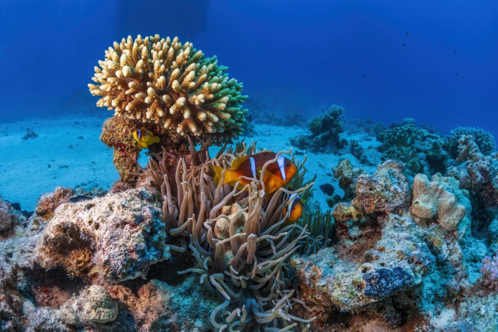 UFRJ alcança feito inédito ao reproduzir corais em laboratório e abre novas perspectivas para a preservação marinha