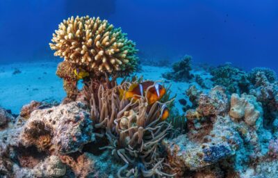 UFRJ alcança feito inédito ao reproduzir corais em laboratório e abre novas perspectivas para a preservação marinha