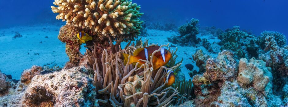 UFRJ alcança feito inédito ao reproduzir corais em laboratório e abre novas perspectivas para a preservação marinha